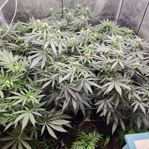 T1000 #2 growlog timeline photo