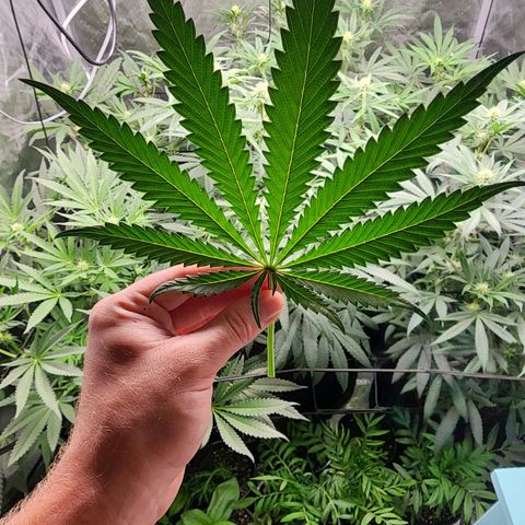 T1000 #2 growlog timeline photo
