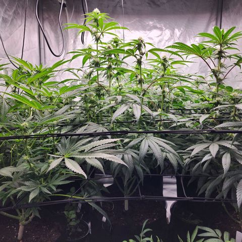 T1000 #2 growlog timeline photo