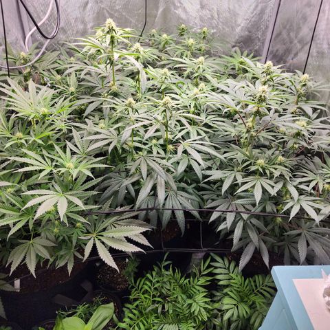 T1000 #2 growlog timeline photo