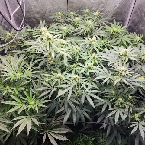 T1000 #2 growlog timeline photo