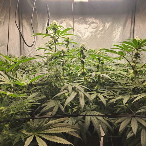T1000 #2 growlog timeline photo