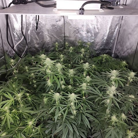 T1000 #2 growlog timeline photo