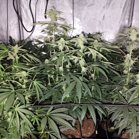 T1000 #2 growlog timeline photo