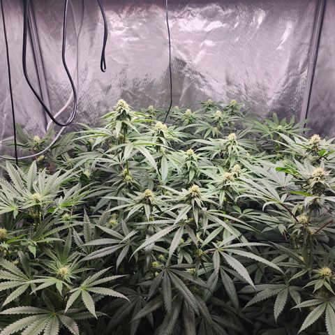 T1000 #2 growlog timeline photo