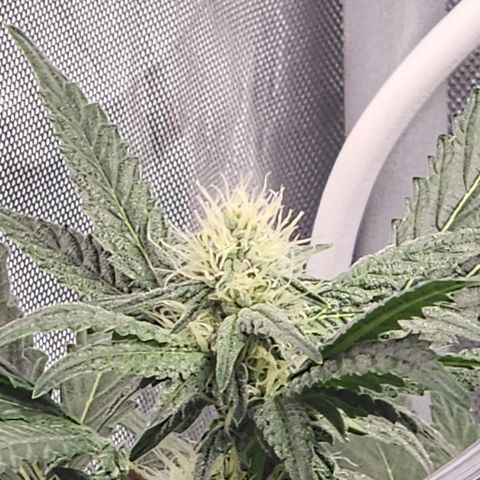 T1000 #4 growlog timeline photo