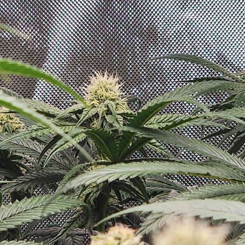 T1000 #1 growlog timeline photo