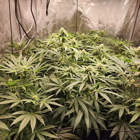 T1000 #2 growlog timeline photo