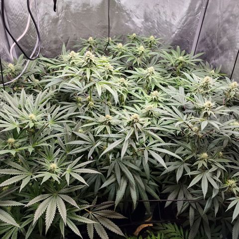 T1000 #2 growlog timeline photo