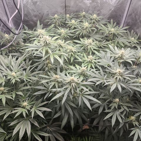 T1000 #2 growlog timeline photo