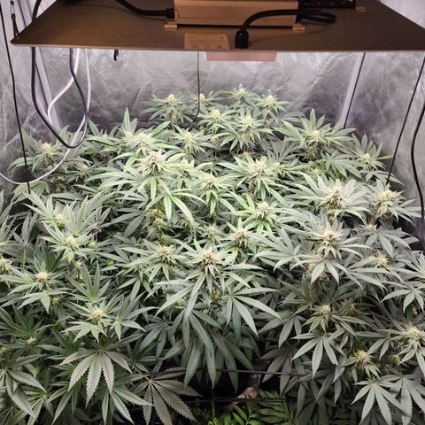T1000 #2 growlog timeline photo