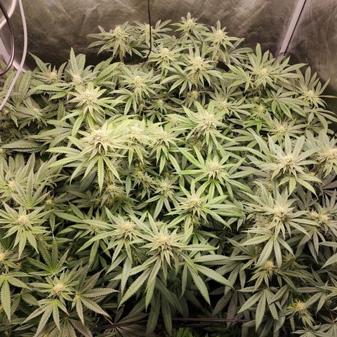 T1000 #2 growlog timeline photo
