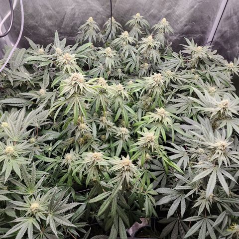 T1000 #2 growlog timeline photo