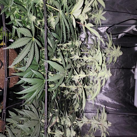T1000 #2 growlog timeline photo
