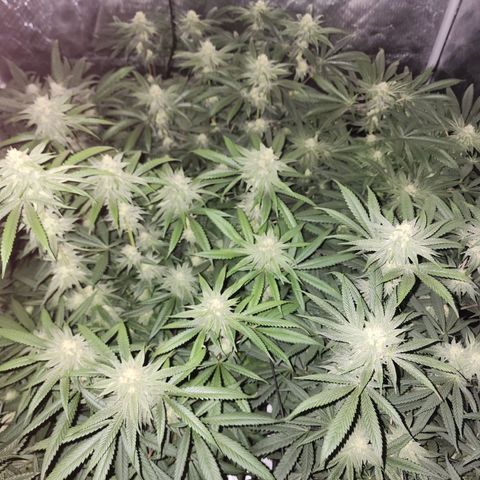 T1000 #2 growlog timeline photo