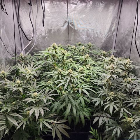 T1000 #2 growlog timeline photo