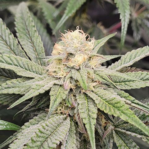 T1000 #1 growlog timeline photo