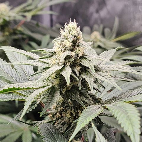 T1000 #2 growlog timeline photo