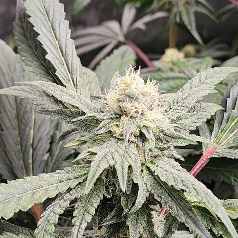 T1000 #4 growlog timeline photo