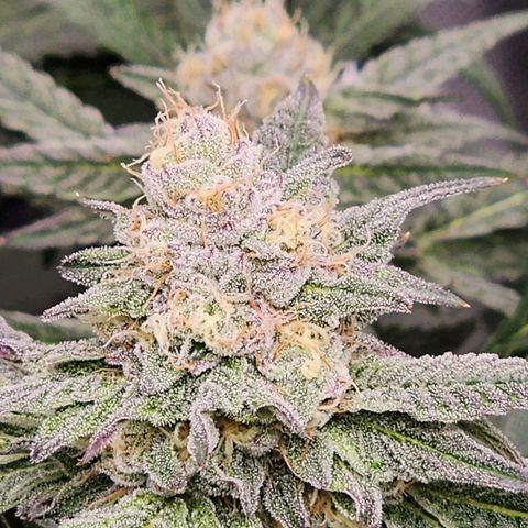 T1000 #4 growlog timeline photo