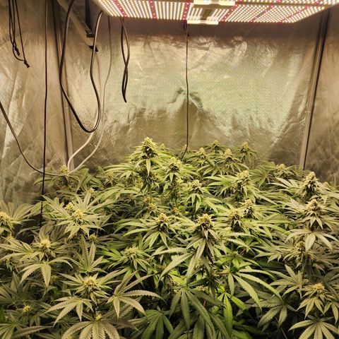 T1000 #2 growlog timeline photo