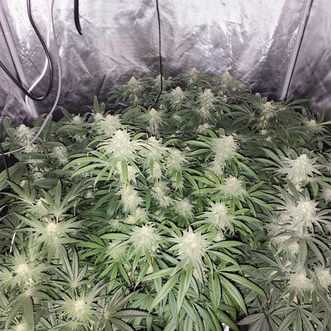 T1000 #2 growlog timeline photo