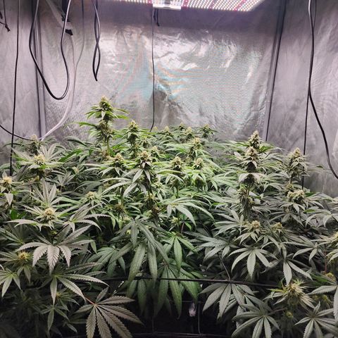 T1000 #2 growlog timeline photo