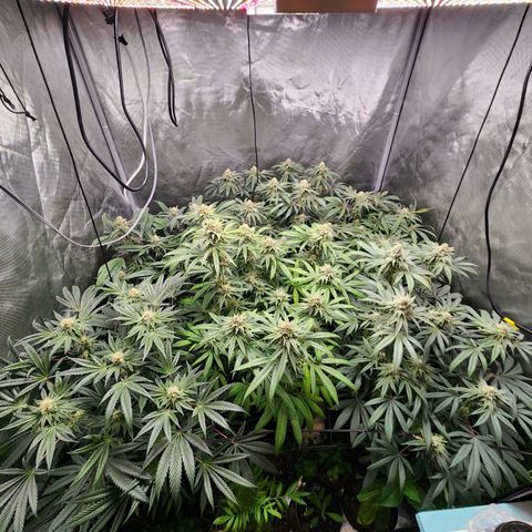 T1000 #2 growlog timeline photo