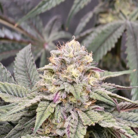 T1000 #1 growlog timeline photo