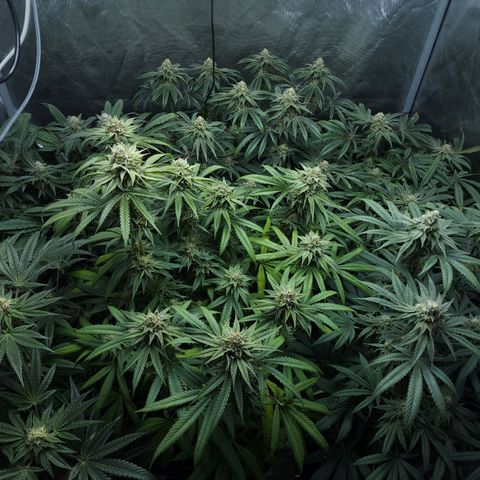 T1000 #2 growlog timeline photo