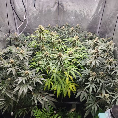 T1000 #2 growlog timeline photo