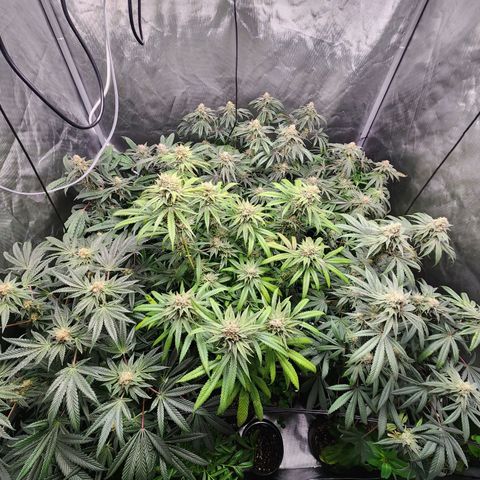 T1000 #2 growlog timeline photo