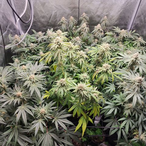 T1000 #2 growlog timeline photo