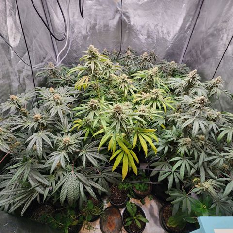 T1000 #2 growlog timeline photo