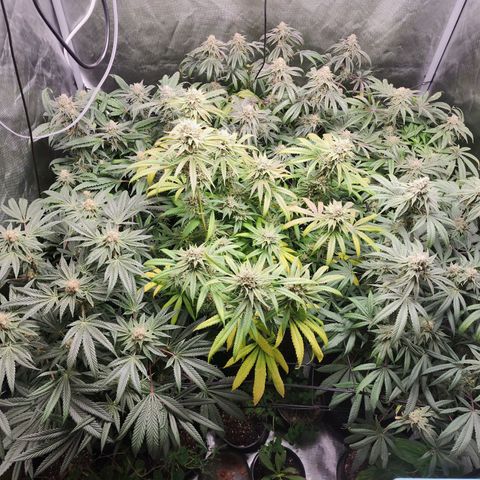 T1000 #2 growlog timeline photo