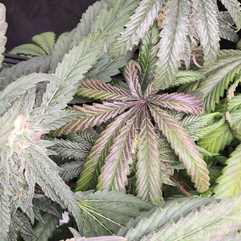 T1000 #1 growlog photo: Fall colors showing