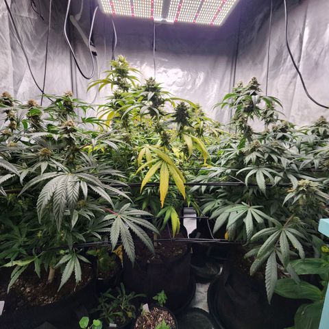 T1000 #2 growlog timeline photo