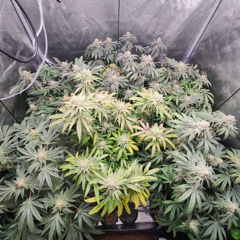 T1000 #2 growlog timeline photo