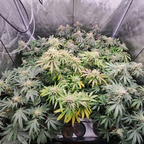 T1000 #2 growlog timeline photo