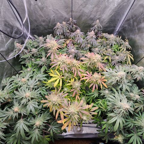 T1000 #2 growlog timeline photo