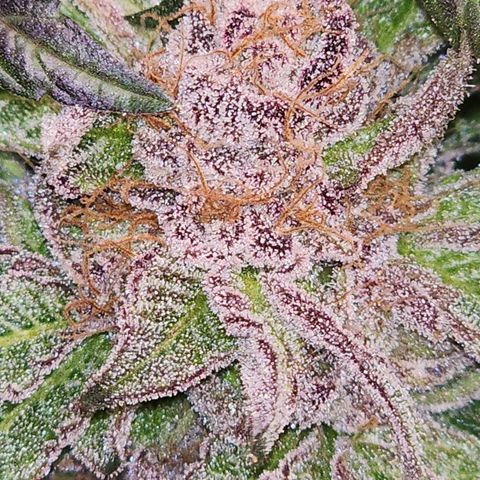 T1000 #4 growlog timeline photo