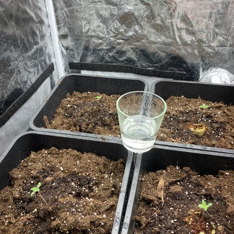 Super Skunk Automatic growlog photo: Spargelung durch Erde gestützt 

Luftfeuchtigkeit durch Sprühnebel erhöht