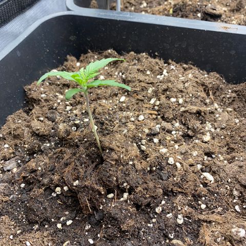 Super Skunk Automatic growlog photo: Lux : 30200

Lampe 42cm 