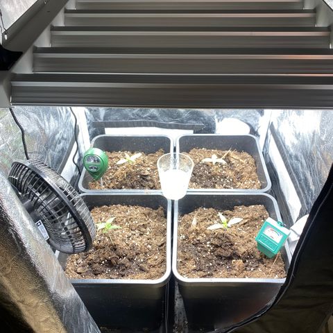 Super Skunk Automatic growlog photo: Lux : 30200

Lampe 42cm 