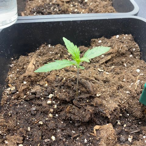 Super Skunk Automatic growlog photo: Lux : 30200

Lampe 42cm 