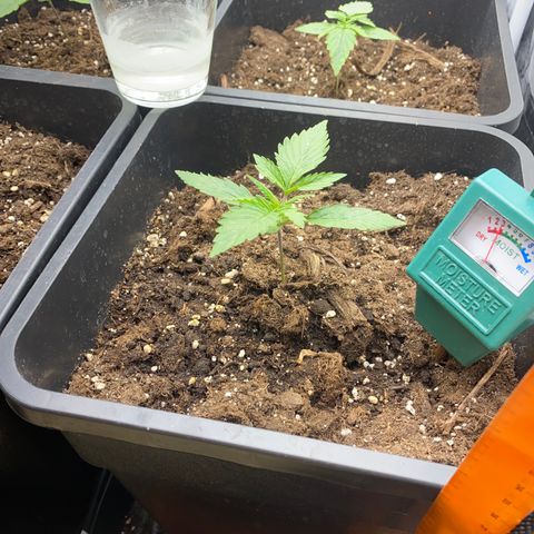 Super Skunk Automatic growlog timeline photo