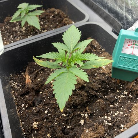 Super Skunk Automatic growlog timeline photo