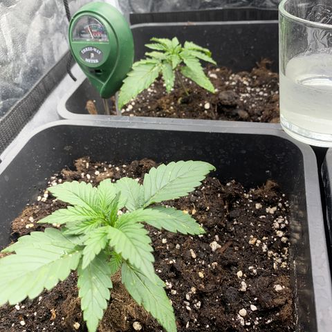 Super Skunk Automatic growlog timeline photo