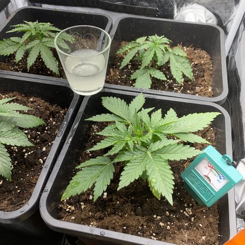 Super Skunk Automatic growlog photo: 200ml