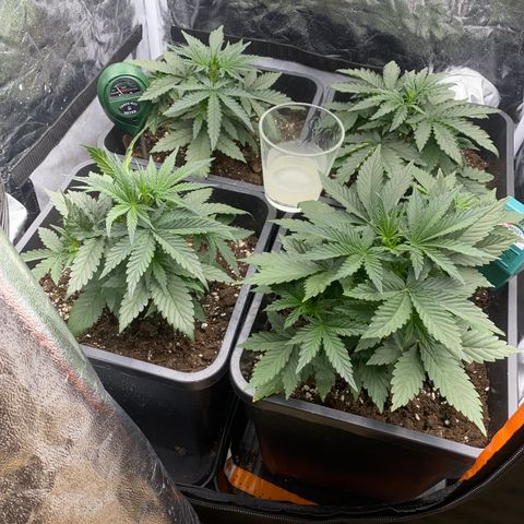 Super Skunk Automatic growlog timeline photo